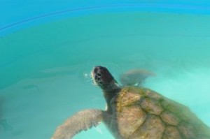 tartaruga01