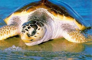 tartaruga02
